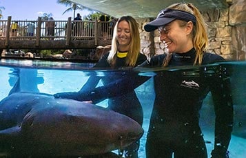 Shark Interaction upgrade experience at Discovery Cove