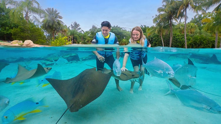 Swim with stingrays at Discovery Cove
