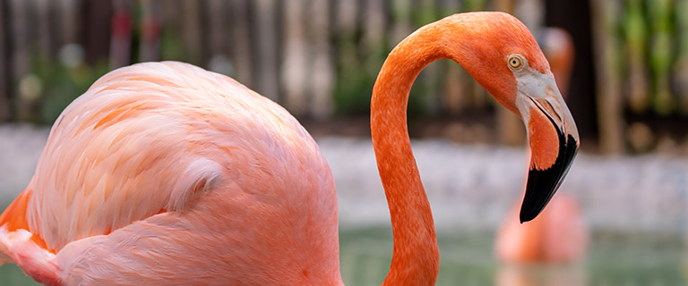 Flamingo