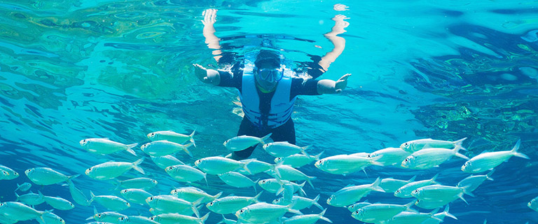 Snorkel with fish in The Grand Reef at Discovery Cove